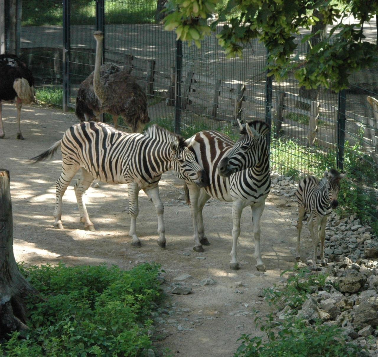 🦁 튀링겐 동물원 에어푸르트(튀링어 초파르크 에어푸르트)